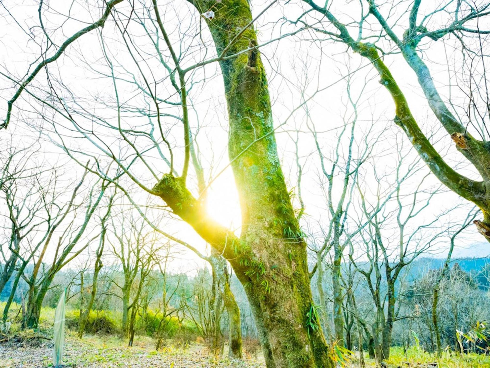 Guesthouse Kurihai Oita Dış mekan fotoğraf
